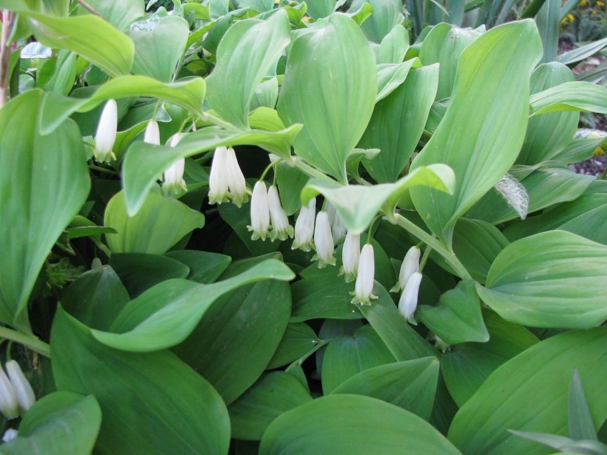 Ideas for Flowerbeds in the Shade. Polygonatum