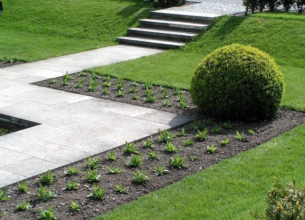 A Lawn - Green Carpet in Your Yard