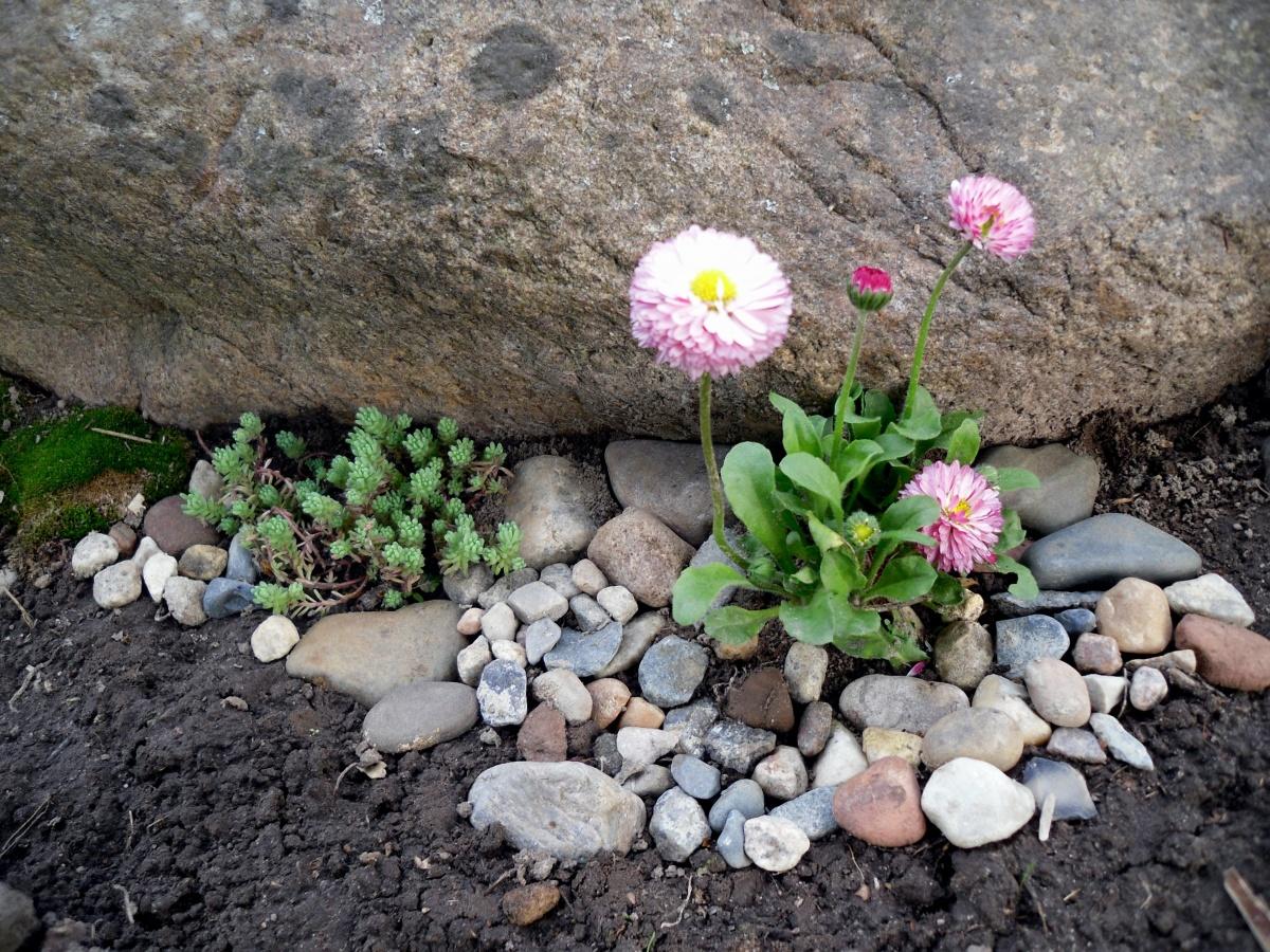 Rockery Against the Rules