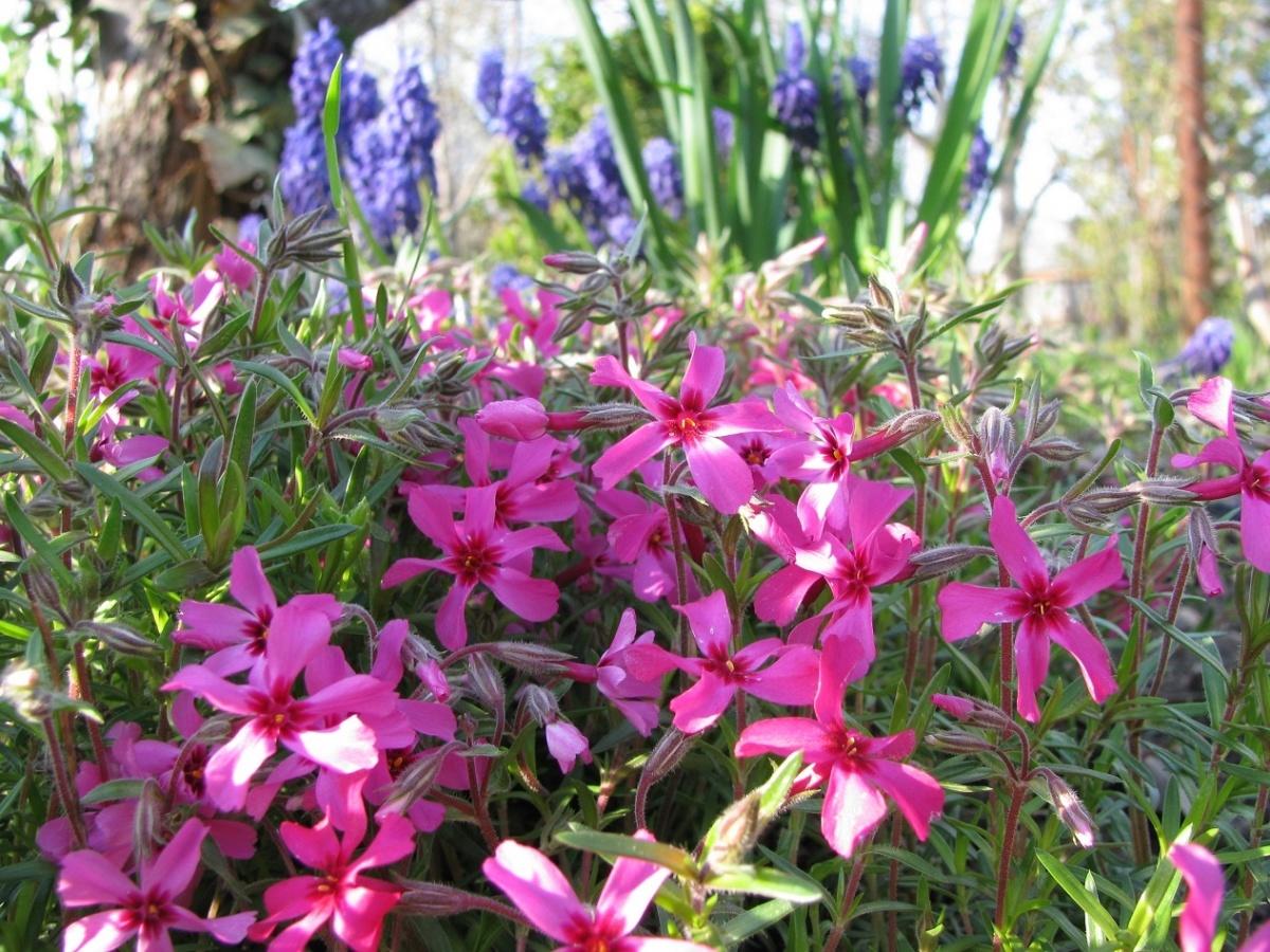 Phlox - Welcome to Any Flower Garden