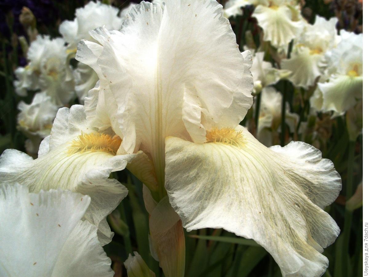 The Glamour and Luxury of Irises