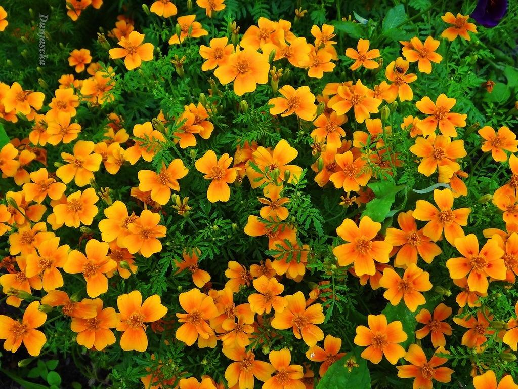 How To Plant And Care For Marigolds