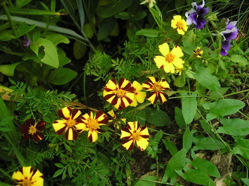 How To Plant And Care For Marigolds