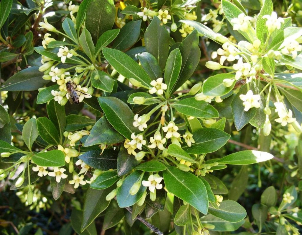 French Charm Pittosporum - Best Landscape Ideas