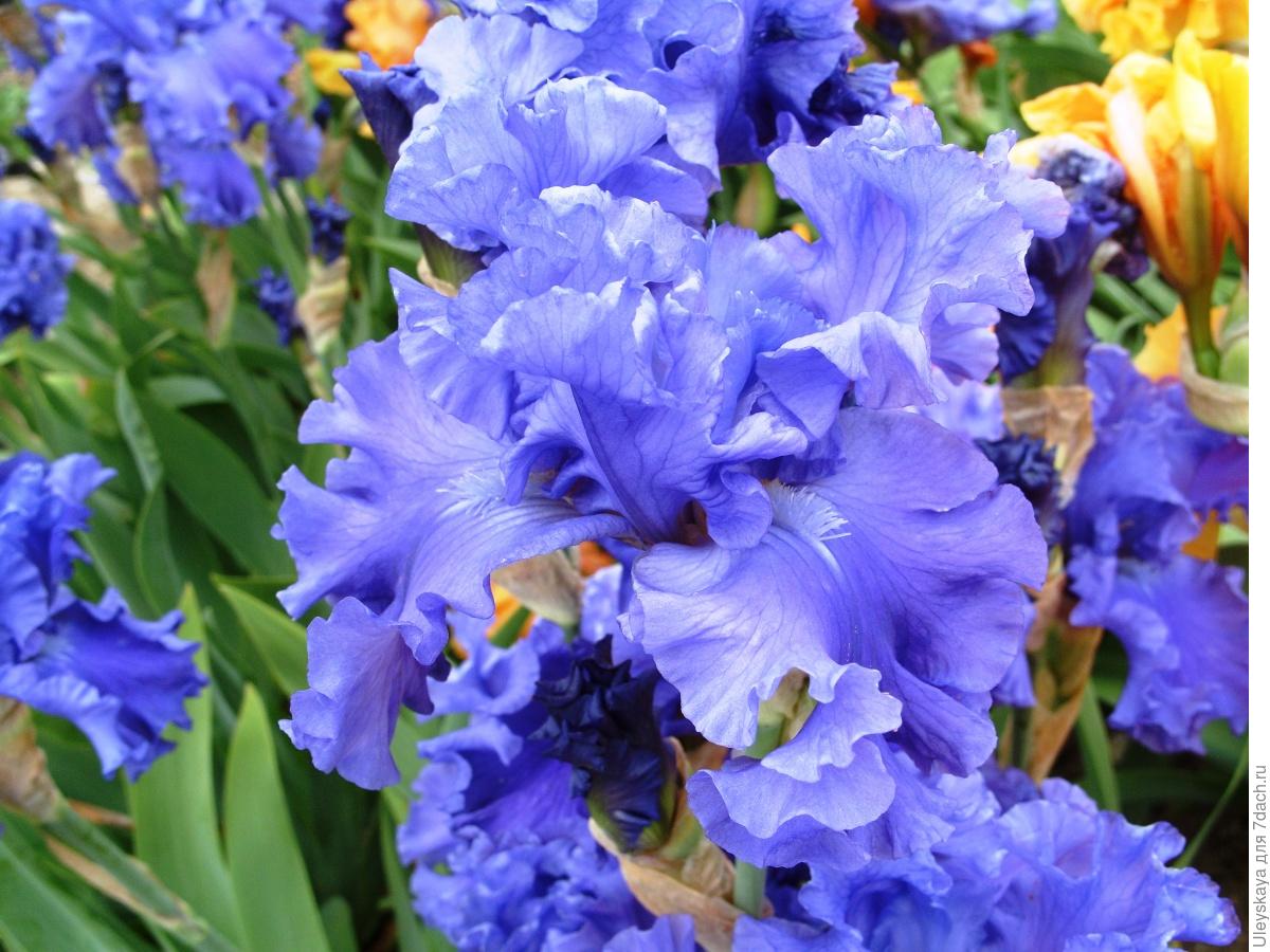 The Glamour and Luxury of Irises