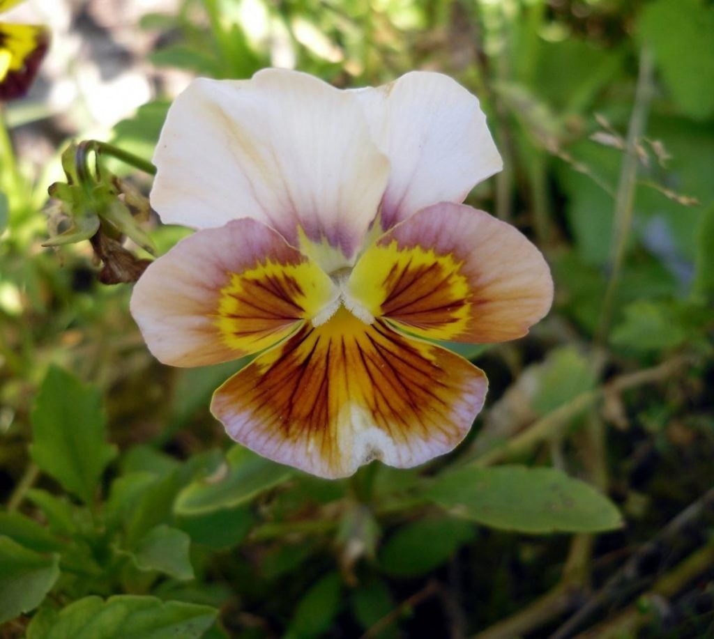 Beauty Viola Tricolor