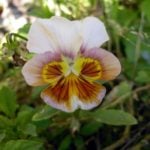 Beauty Viola Tricolor
