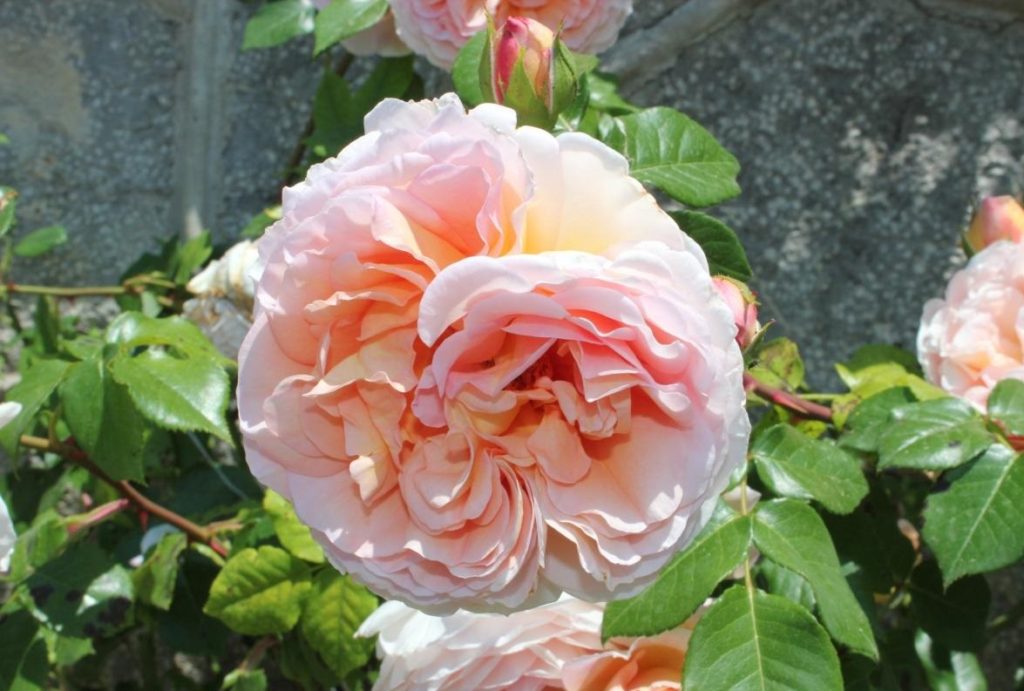Real Decoration of the Garden – Climbing Roses