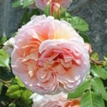 Real Decoration of the Garden – Climbing Roses