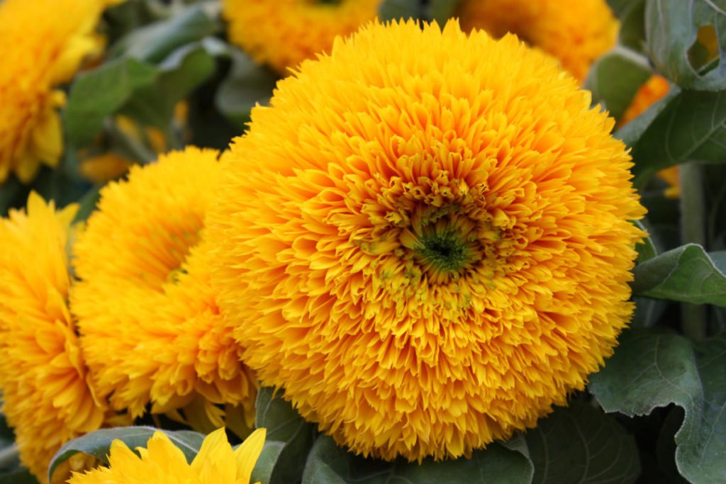 How To Plant And Care For Decorative Sunflower