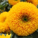 How To Plant And Care For Decorative Sunflower