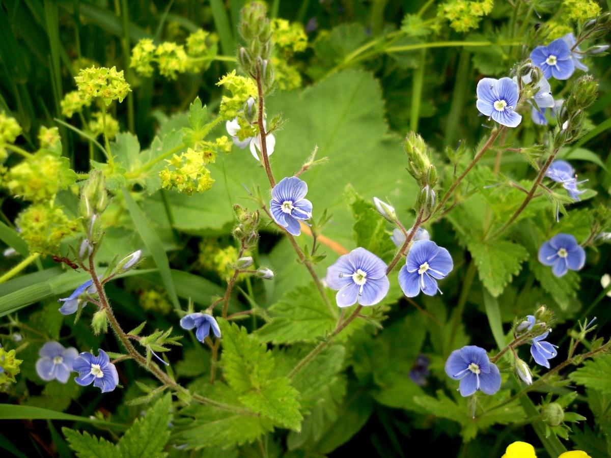 Veronica Chamaedrys is a Wonderful Plant in the Garden