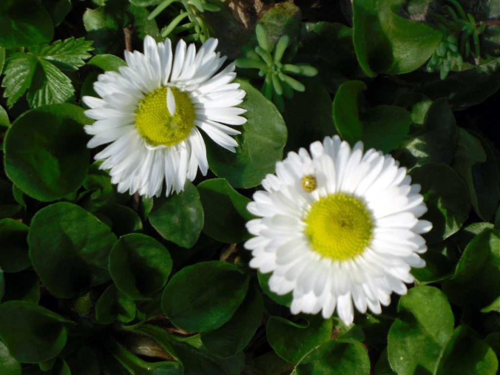 Charming Daisies