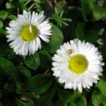 Charming Daisies