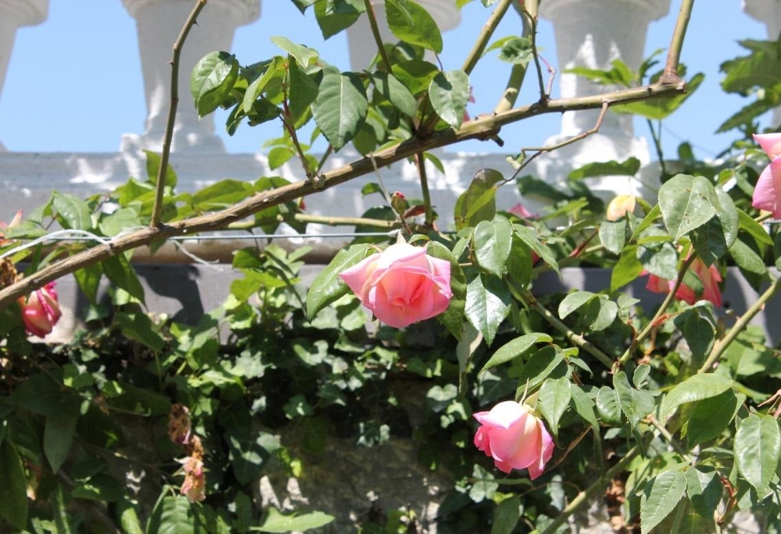 Real Decoration of the Garden - Climbing Roses