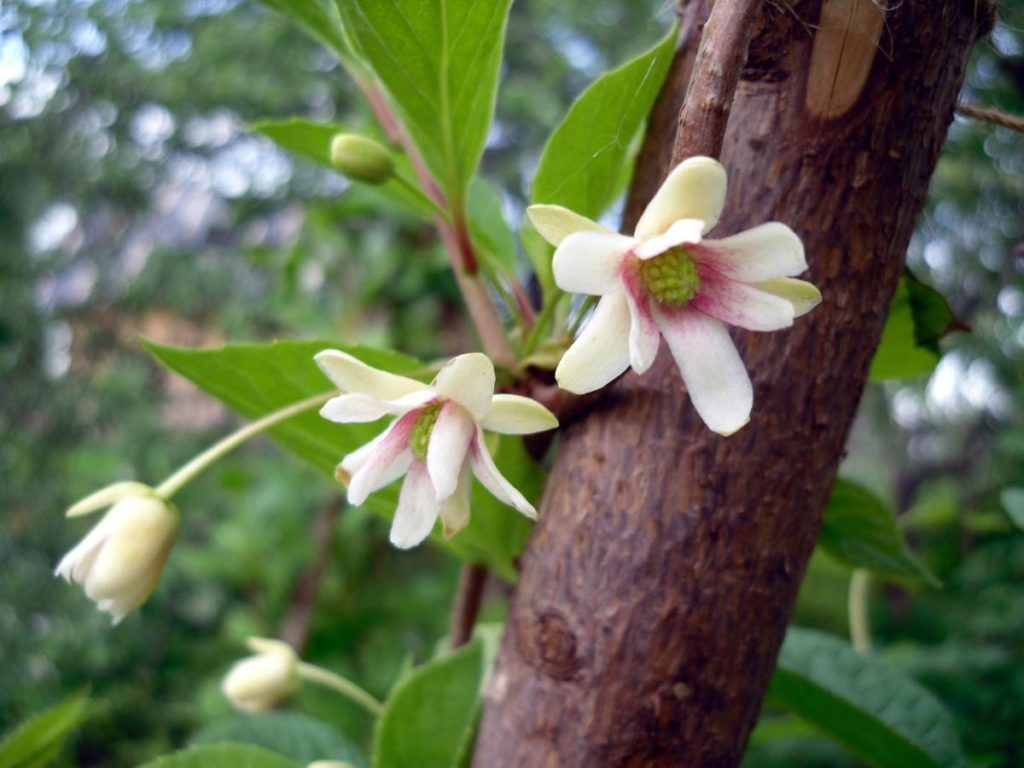 Schisandra Bloom