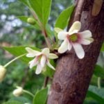 Schisandra Bloom