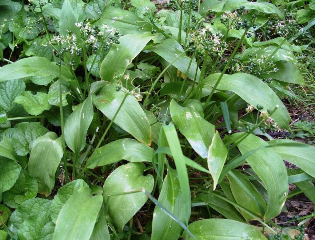 How to Combine Vegetable and Flower Plants in Mixed Plantings?