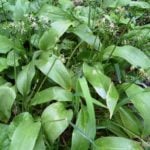 How to Combine Vegetable and Flower Plants in Mixed Plantings?