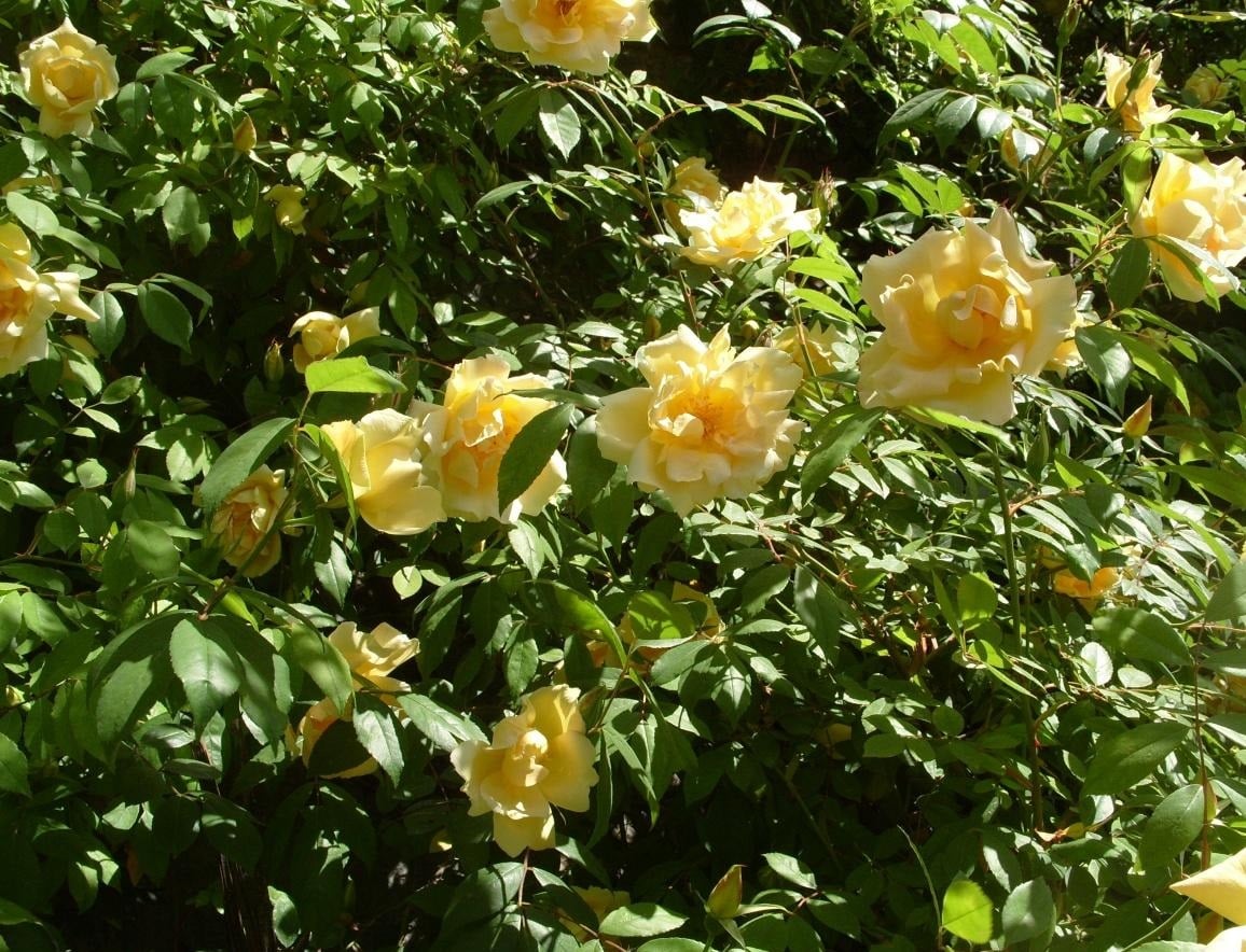 Real Decoration of the Garden - Climbing Roses