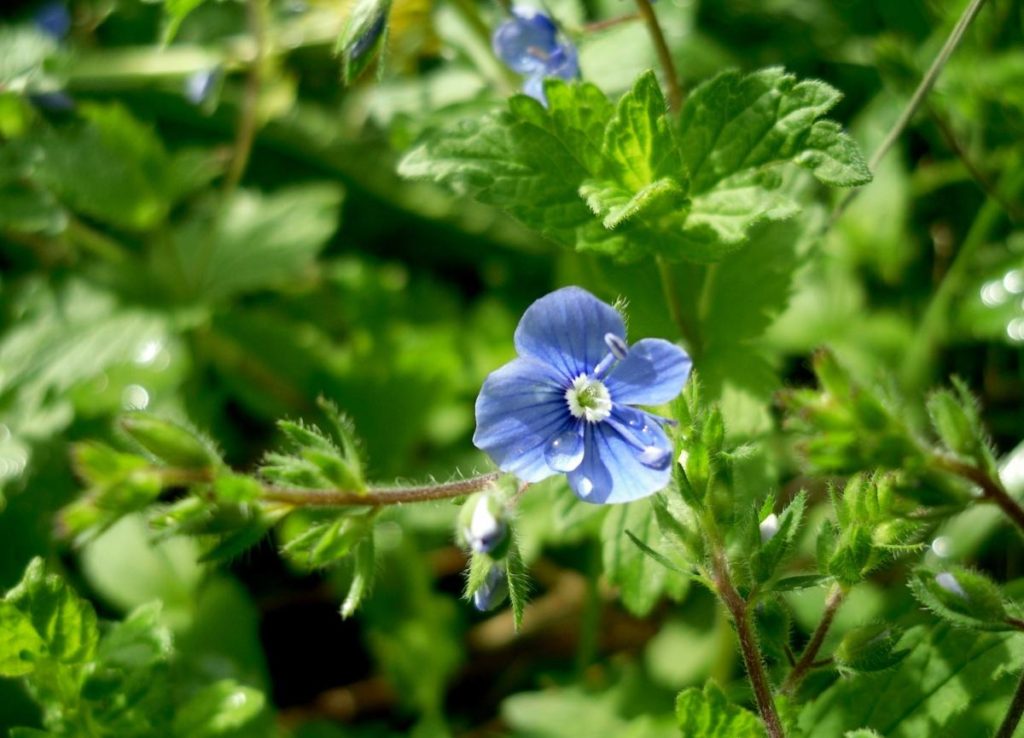 Veronica Chamaedrys is a Wonderful Plant in the Garden