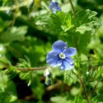 Veronica Chamaedrys is a Wonderful Plant in the Garden