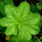 Alchemilla Vulgaris in the Garden