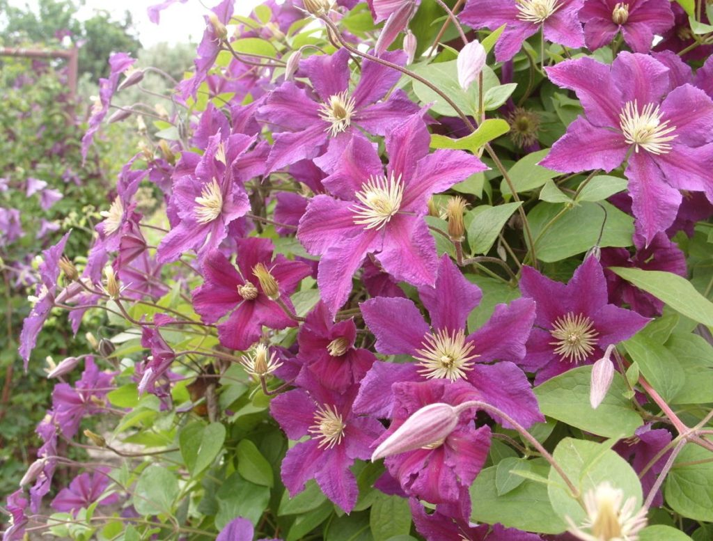 Exhibition of Clematis Nikitsky Botanical Garden