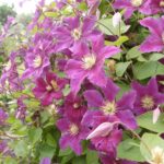 Exhibition of Clematis Nikitsky Botanical Garden