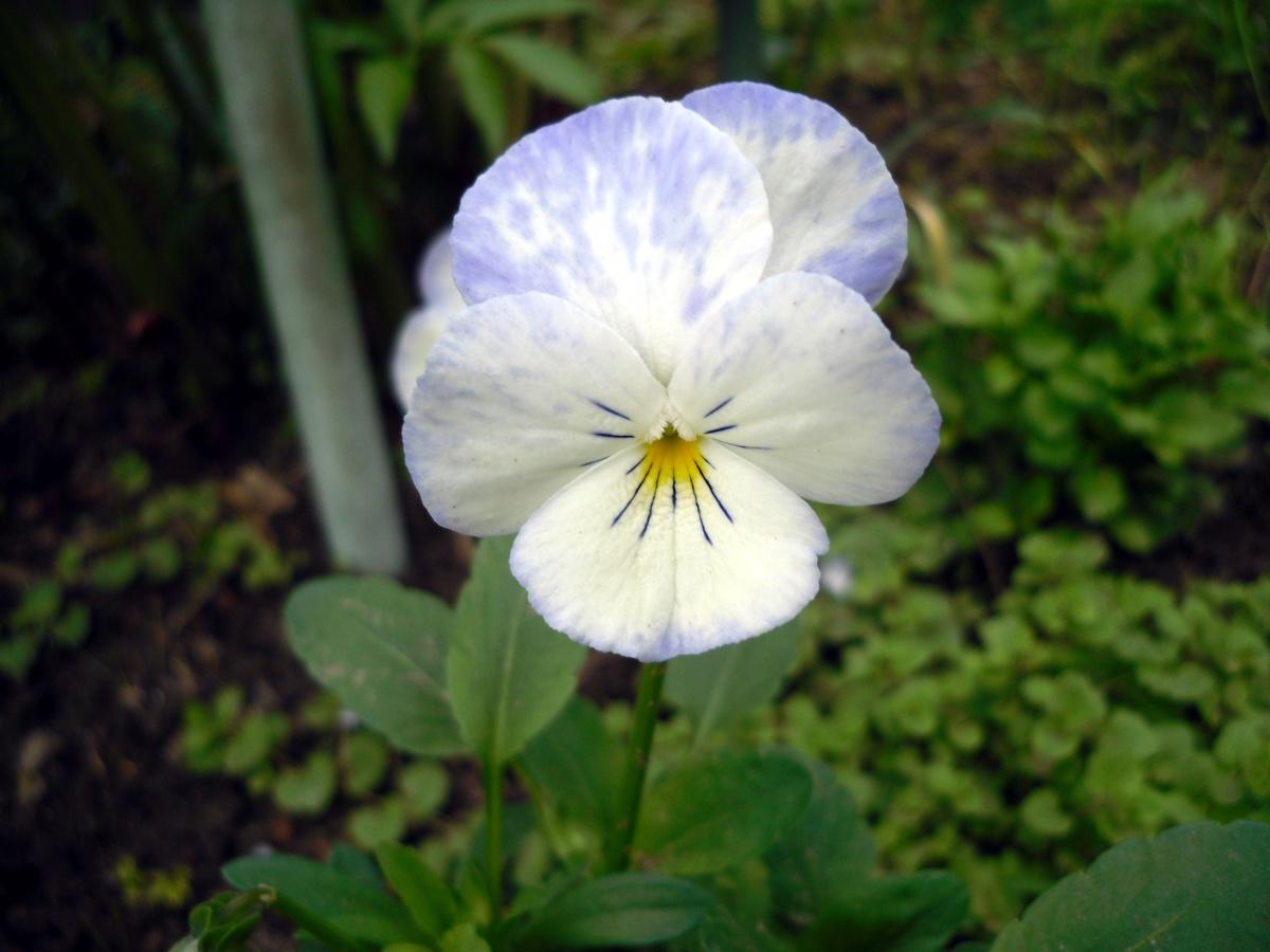 Beauty Viola Tricolor