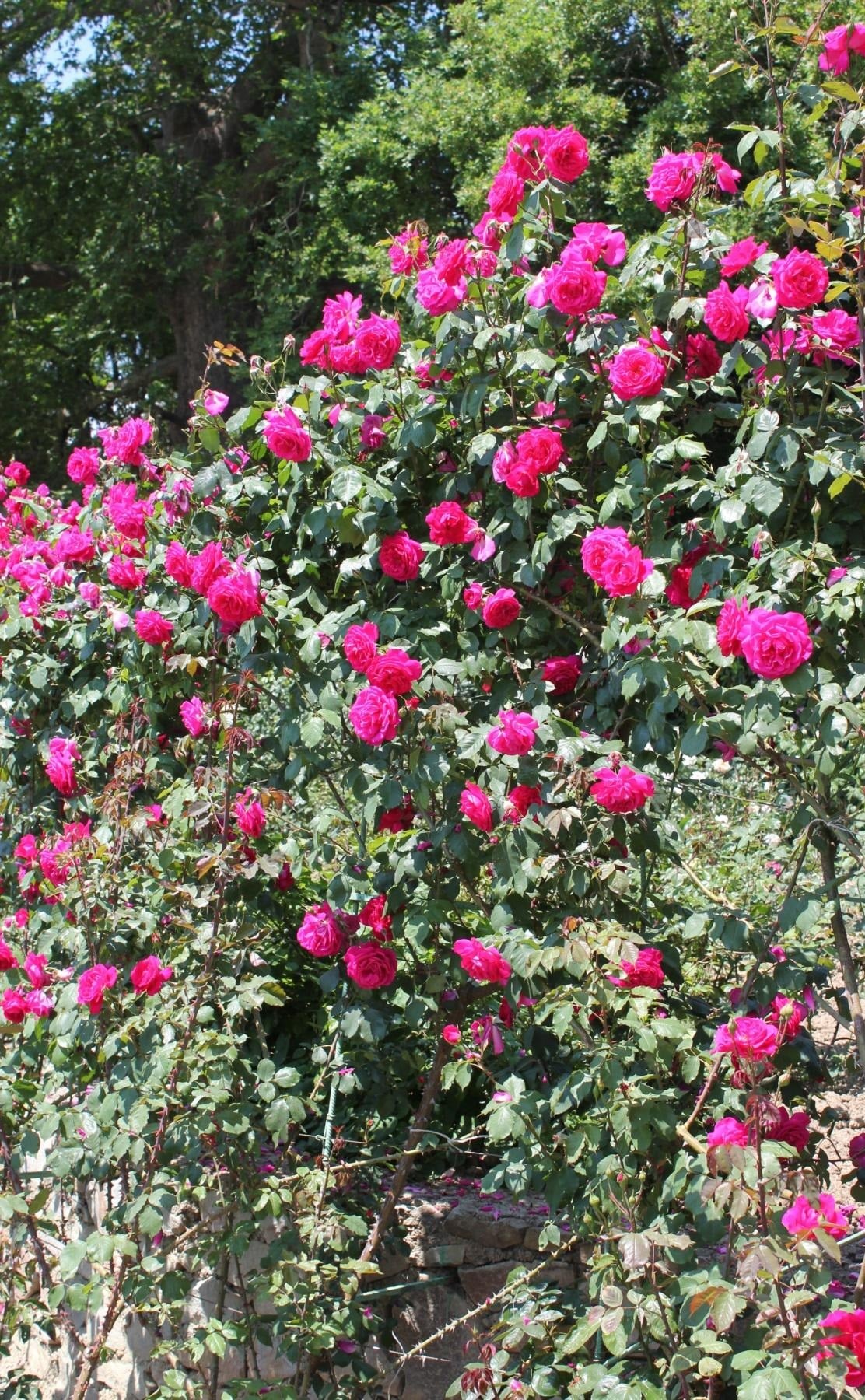 Real Decoration of the Garden - Climbing Roses