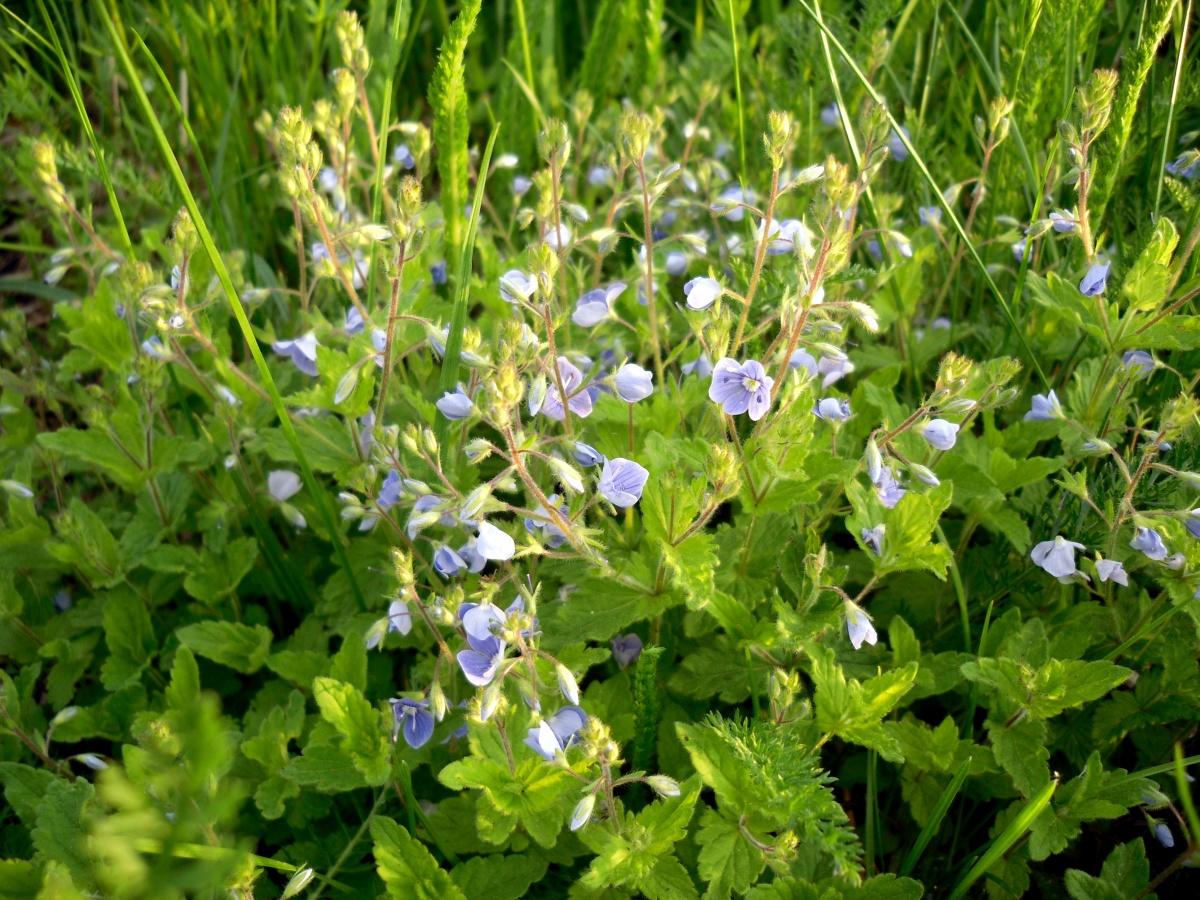 Veronica Chamaedrys is a Wonderful Plant in the Garden