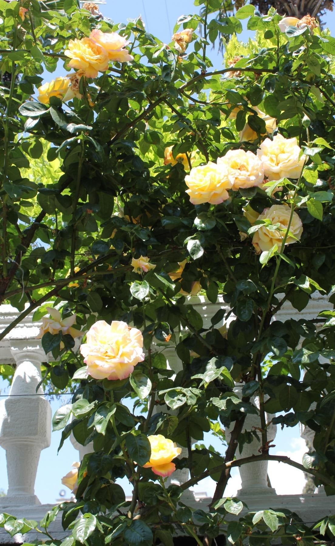 Real Decoration of the Garden - Climbing Roses