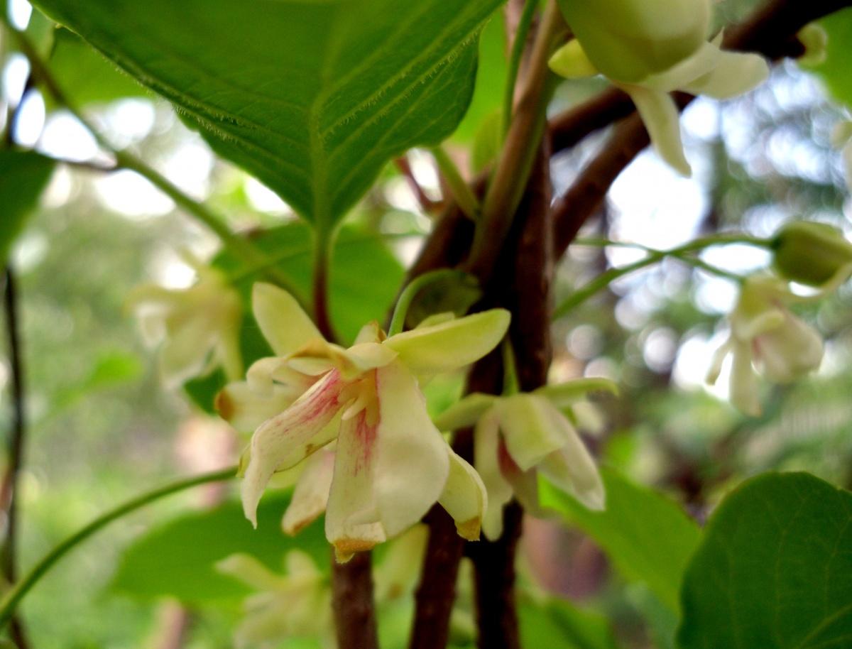 Schisandra Bloom