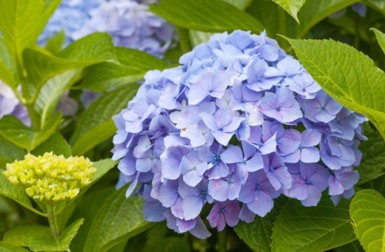 Care for Hydrangeas in Spring and Autumn: Pruning - Best Landscape Ideas