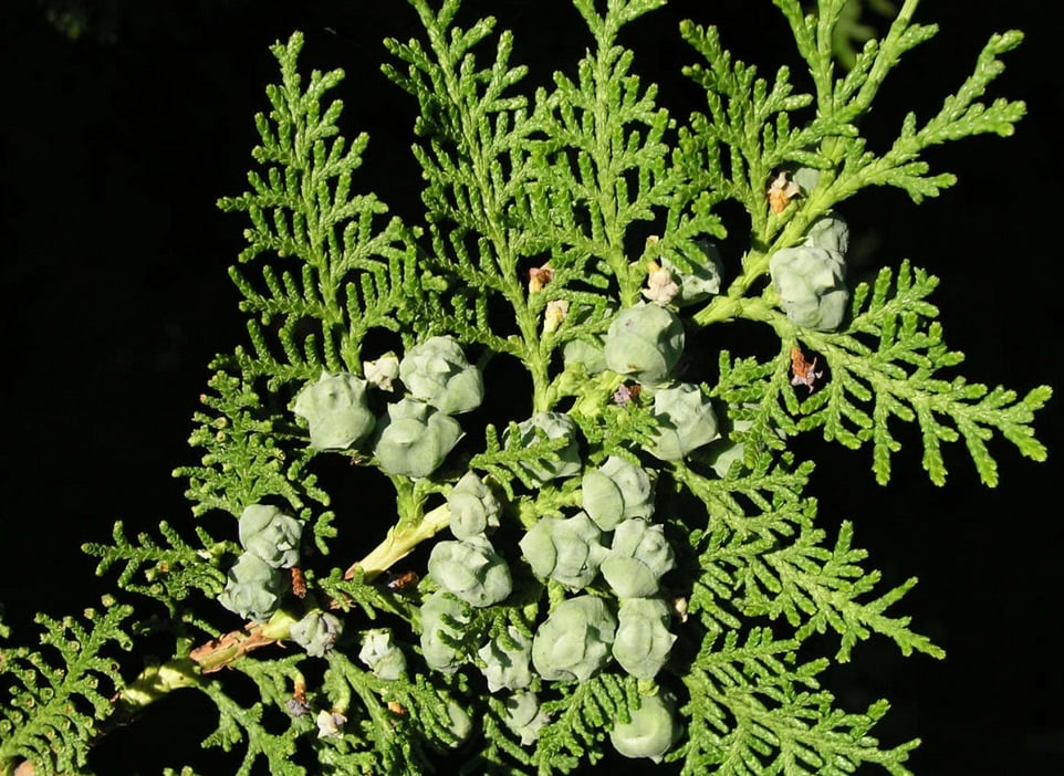Differences Of Platycladus Orientalis and Thuja Occidentalis