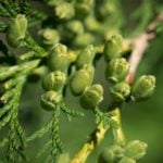 Differences Of Platycladus Orientalis and Thuja Occidentalis