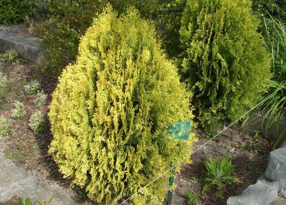 Differences Of Platycladus Orientalis and Thuja Occidentalis