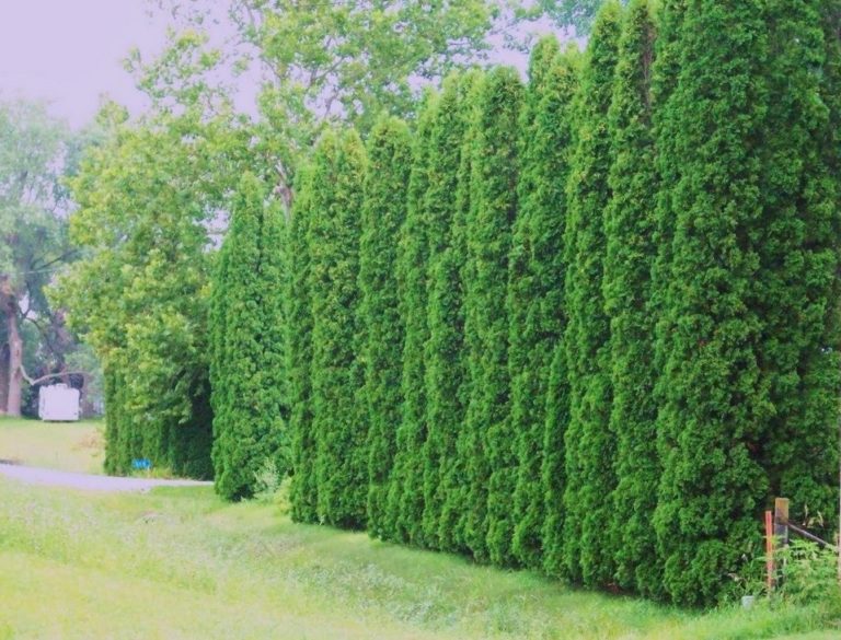 Differences Of Platycladus Orientalis and Thuja Occidentalis - Best ...