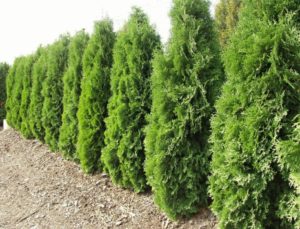 Differences Of Platycladus Orientalis and Thuja Occidentalis - Best ...