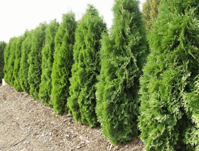 Differences Of Platycladus Orientalis and Thuja Occidentalis - Best ...