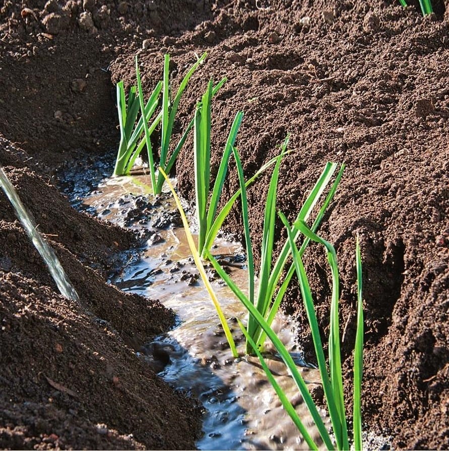 How To Plant And Care For Spicy Onion Leeks