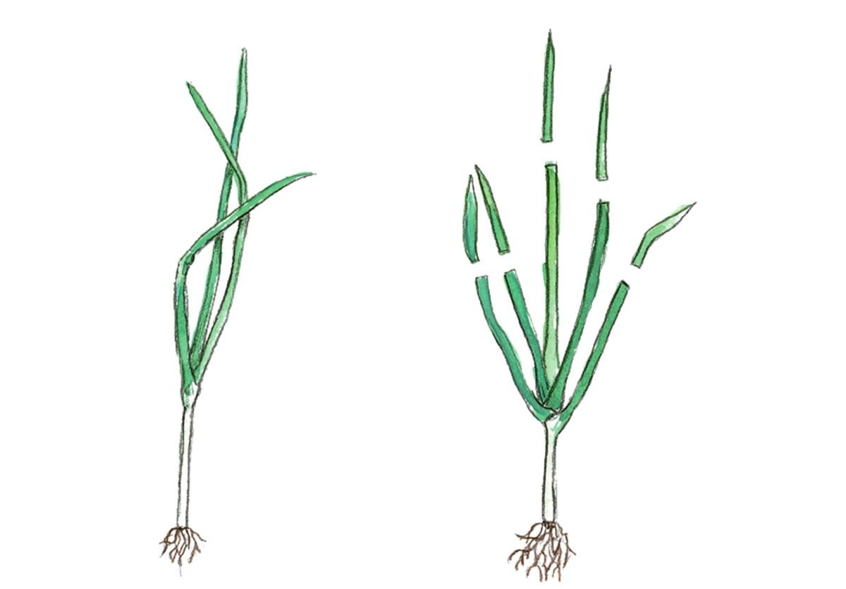 How To Plant And Care For Spicy Onion Leeks