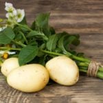 How to Grow Potatoes from Botanical Seeds?