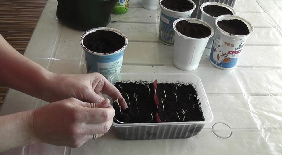 How to Grow Potatoes from Botanical Seeds?