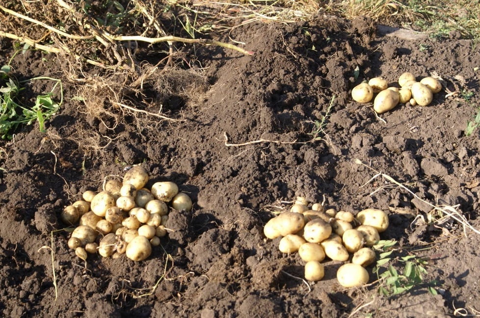 How to Grow Potatoes from Botanical Seeds?