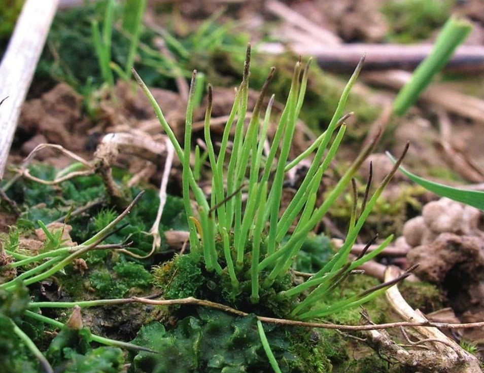 The Species of Mosses and Their Habitats