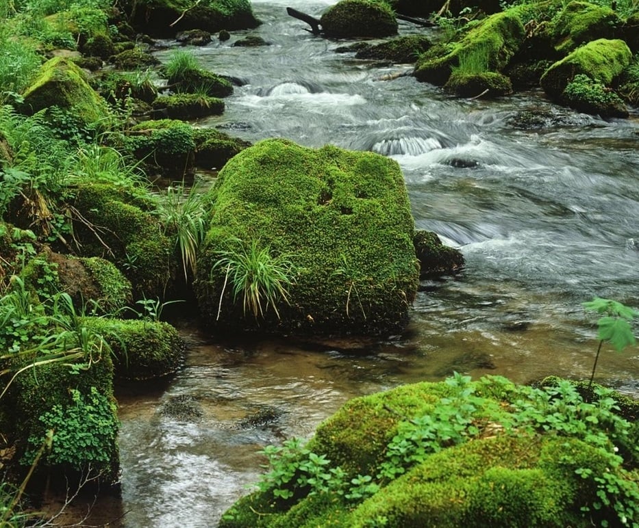 The Species of Mosses and Their Habitats