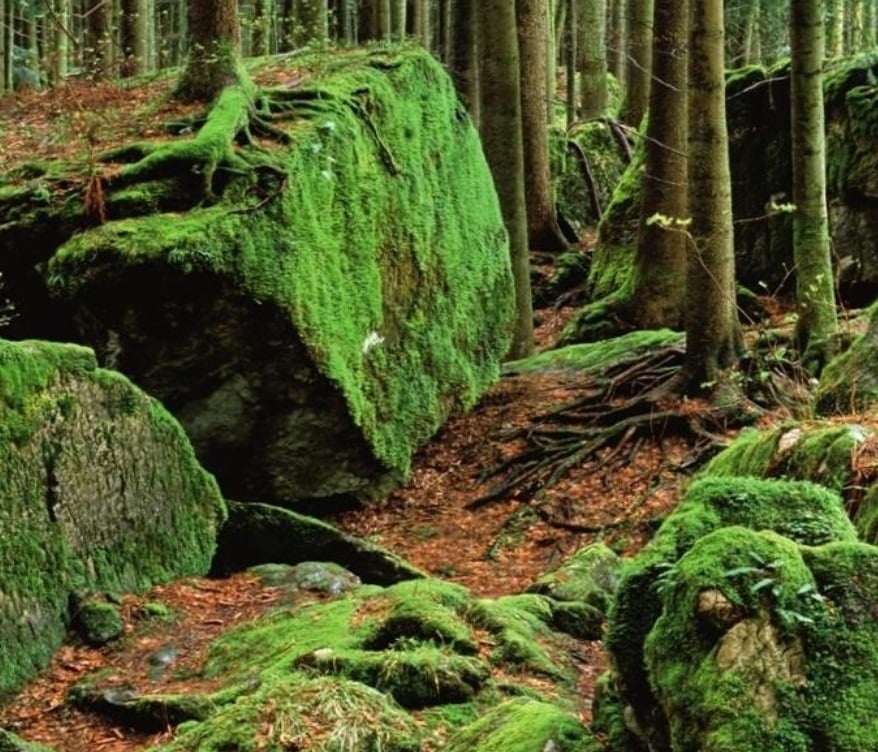 The Species of Mosses and Their Habitats