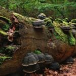 The Species of Mosses and Their Habitats